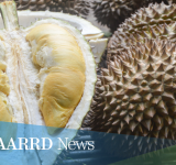 DOST-PCAARRD holds consultation meeting with durian stakeholders
